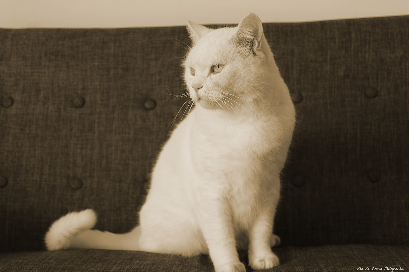 Un chat blanc posé sur un canapé. Le chat est la mascotte du cabinet Vet Atao. Il regarde sur le côté.